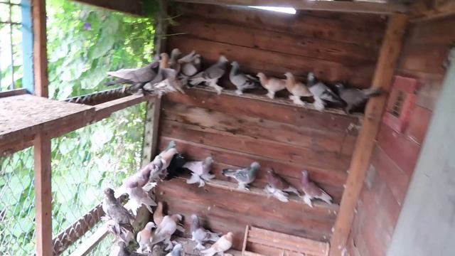 Как приучаю молодежь ко двору? Как тренировать в линьку? 20.08.21