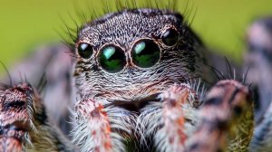 ЖИВОТНЫЕ-ВАМПИРЫ