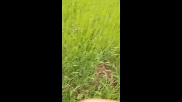 На электромобиле, на дачу всей семьей!!! смотреть онлайн