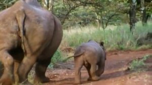 Развивающее видео для детей от года. Дикие животные и их детеныши (Звуки). Умный Ребенок