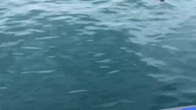 Как клюет Большая белая акула!? How the Great white shark bites!? смотреть онлайн