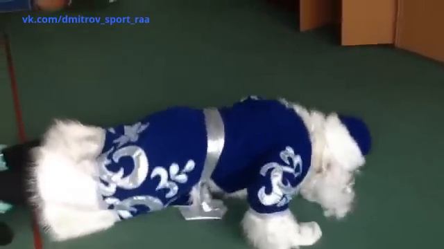 ДЕДУШКА МОРОЗ УЧИТ ОТЖИМАТЬСЯ ОТ ПОЛА / 29.12.2015 г. смотреть онлайн