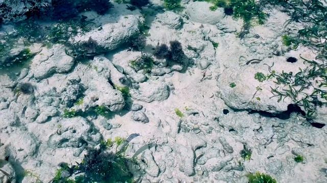 Mombasa Excursion 4k | Best Beaches Of Africa | Watamu Beach Resort | Malindi Marine Park