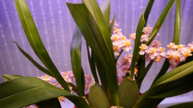 ? SHOCKING amount of flowers! Oncidium Tiny Twinkle Spotlight & Care Tips смотреть онлайн