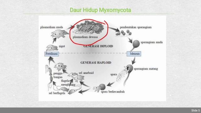 Myxomycota (Jamur Lendir) смотреть онлайн