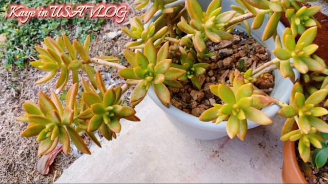 Sedum Adolphii||Care Tips||Succulents