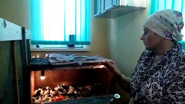 Содержание недельных цыплят. Важные моменты - кормление и пропойка. смотреть онлайн