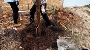 Как правильно посадить грецкий орех в Крыму