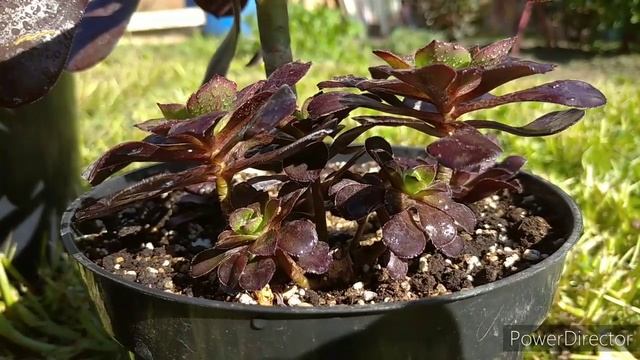 Нужно ли формировать эониумы? смотреть онлайн