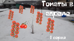 Сею  томаты сразу в теплицу. Апрель - 1 серия