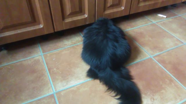 Мой кот смотреть онлайн