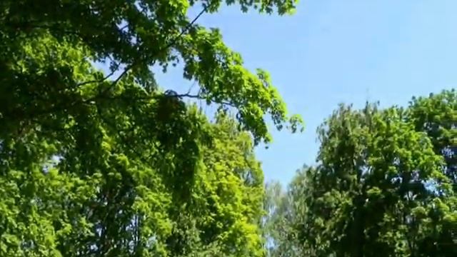 Ничто в природе не случайно (авторская песня) смотреть онлайн
