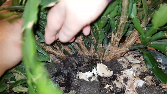 [25] 게발선인장 잘 키우기 Schlumbergera.. 가만히 두고 관심 안가지니 혼자서 잘 자라고 꽃도 잘 피네요 смотреть онлайн