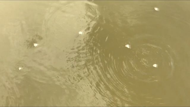 КАРАСИ КАРПЫ В ВОДОЁМЕ НА ДАЧЕ!КОРМЛЕНИЕ КАРАСЯ КАРПА! смотреть онлайн