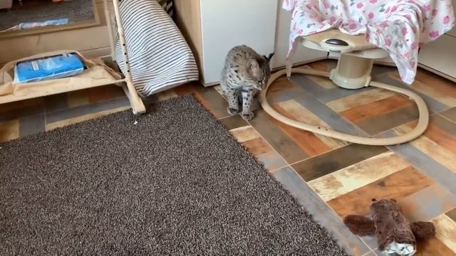 Карантиним с рысью смотреть онлайн