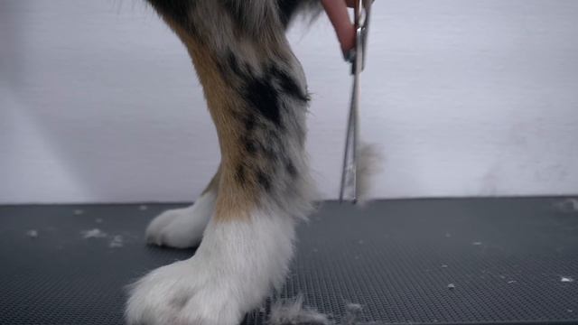 Dog has an emotional support RAT смотреть онлайн
