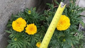 мои тайшаны и тагетисы #бархатцы болеро от аэлиты