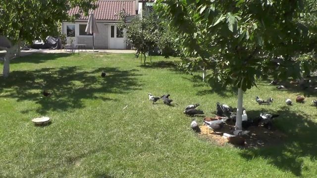 Большая дорога к человеку который отдает свою жизнь голубям и не тока........ смотреть онлайн