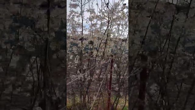 Amelanchier Lamarckii sau "Pomul de stafide" arbust fructifer, dar și decorativ în același timp. смотреть онлайн