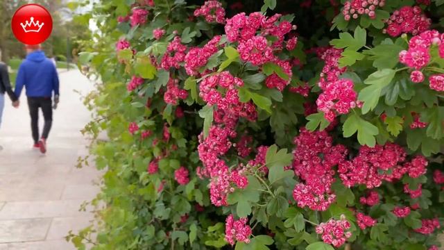 1 мая парк Галицкого зацвели Рододендроны. смотреть онлайн