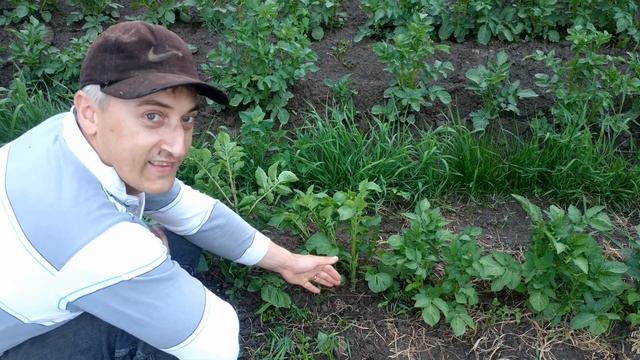 Успей окучить вовремя или не окучивай вообще смотреть онлайн