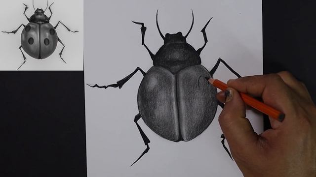 Learn Drawing in Just 30 Days - Day 16 | Drawing for Beginners | Bug Drawing with Basic Shapes смотреть онлайн