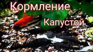 Кормление аквариумных рыб капустой. Растительный корм для аквариумных рыб