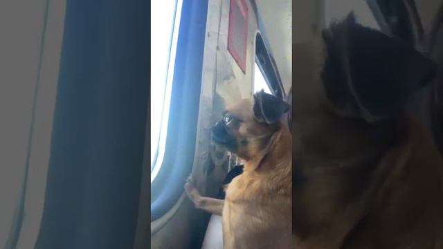 Отдыхаем с собакой. Звезда идеальна! смотреть онлайн