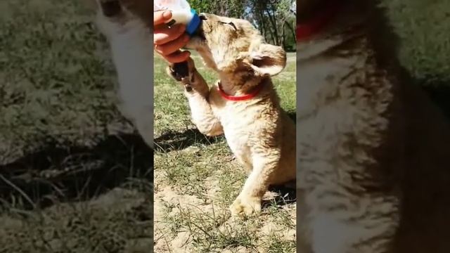 какой же Гром был кроха ? видео нашел на забытом канале в телеграмм смотреть онлайн