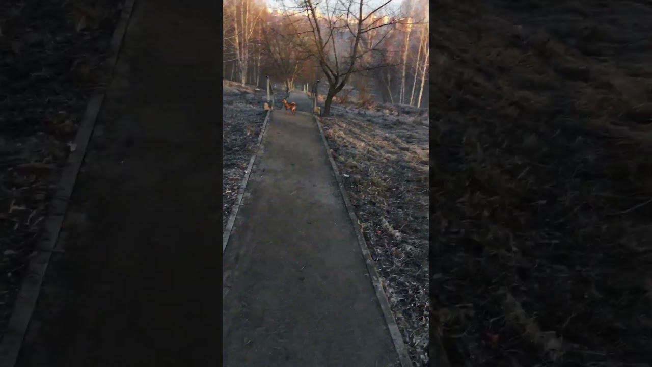Удачного дня) #dog #гуляюссобакой #собака смотреть онлайн