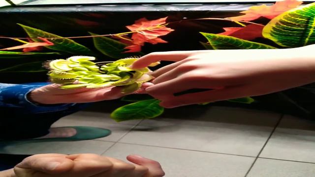 хищные растения смотреть онлайн