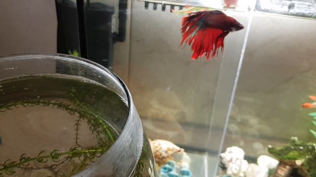 КОРМЛЮ СВОИХ ЛЮБИМЫХ ПЕТУШКОВ! ПОМЕНЯЛА МЕСТАМИ САМЦОВ! ЗАНОВО ПРИШЛОСЬ УСТАНОВИТЬ ПЕРЕГОРОДКУ!?? смотреть онлайн