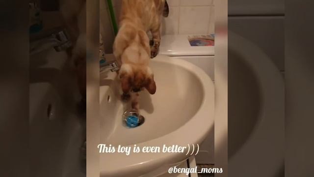 Кот.Бенгал.Бенгалы.Снежный бенгал.Bengal snow seal lynx.Бенгальские котята.Бенгалы Германии.Истории смотреть онлайн