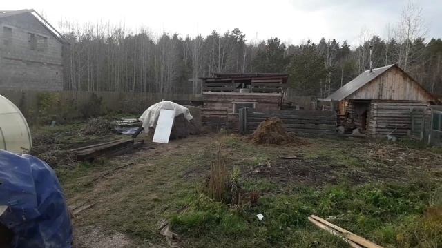 Привезли сено, вывозим навоз, варим свиньями картошку - осенние будни!? смотреть онлайн