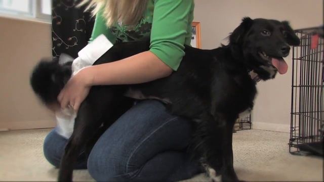 How to Diaper a Dog смотреть онлайн