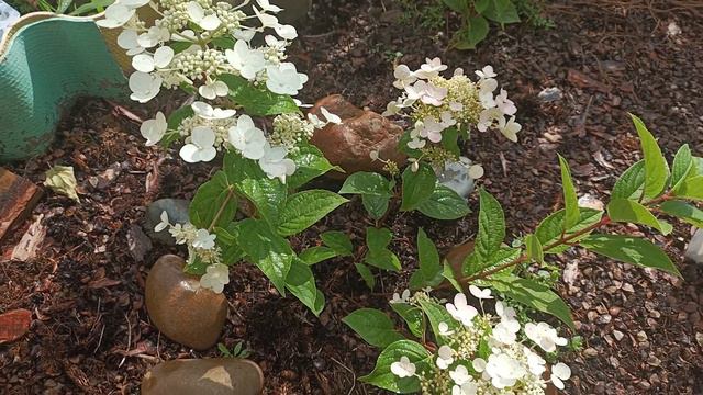 Мои гортензии🌺 после дождя. смотреть онлайн