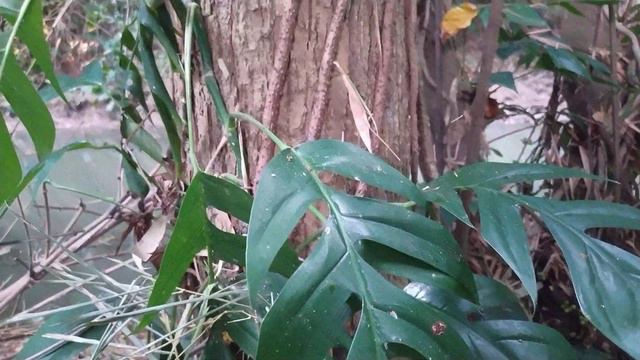 DRAGONTAIL(EPIPREMNUM PINNATUM) NATURAL GROWTH смотреть онлайн