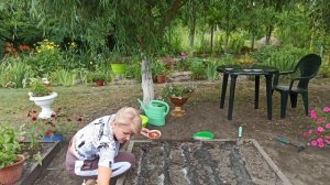 Посадка укропа, петрушки , кинзы и салата в июле