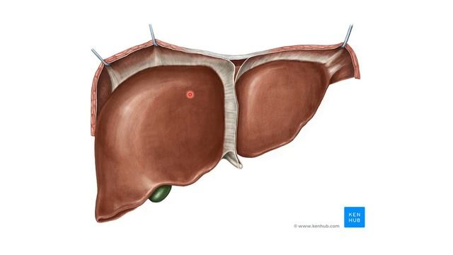 Бауыр анатомиясы. Hepar - easy anatomy смотреть онлайн