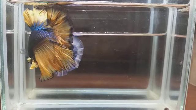 BETTA FISH BLUE MUSTARD ROSE TAIL OHM MALE смотреть онлайн