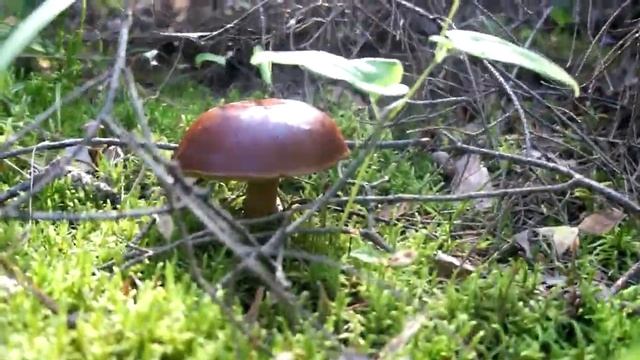 Поход за июльскими грибами. 2019. Егорьевский район смотреть онлайн