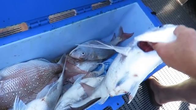 Fishing with mates. (Contains F Bombs) R18 смотреть онлайн