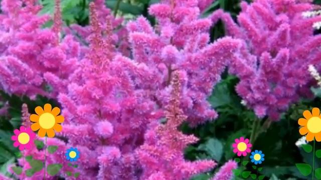 Астильба китайская Суперба (Superba). Краткий обзор, описание характеристик, где купить рассада смотреть онлайн