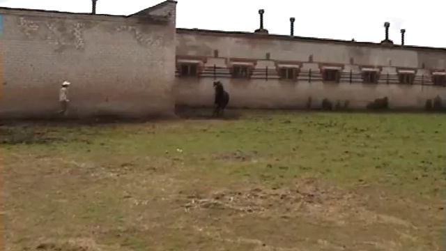 Орловский жеребчик 2016 г.р. Казанова от Задора и Кедровки. смотреть онлайн