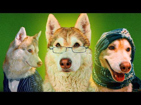 Все серии ЕСЛИ БЫ ПСЫ ХОДИЛИ В ШКОЛУ! (Хаски Бублик) Говорящая собака смотреть онлайн