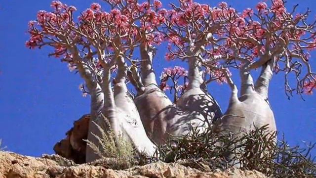 The most amazing trees of our planet смотреть онлайн