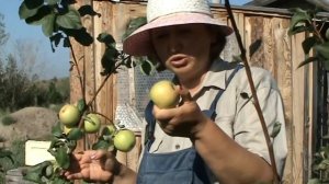 яблоня Чудное