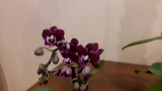 #ОРХИДЕИ Мои новые орхидеи ! Белая королева и почти черная принцесса) чихуахуа 2 месяца смотреть онлайн
