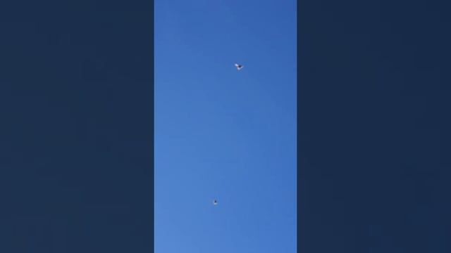 николаевские голуби .Андрей Одесса смотреть онлайн