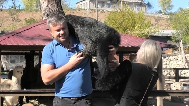 Бинтуронг - Бинта пожаловала на съёмку. Бахчисарайский зоопарк. Крым.